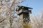 五条川の桜並木